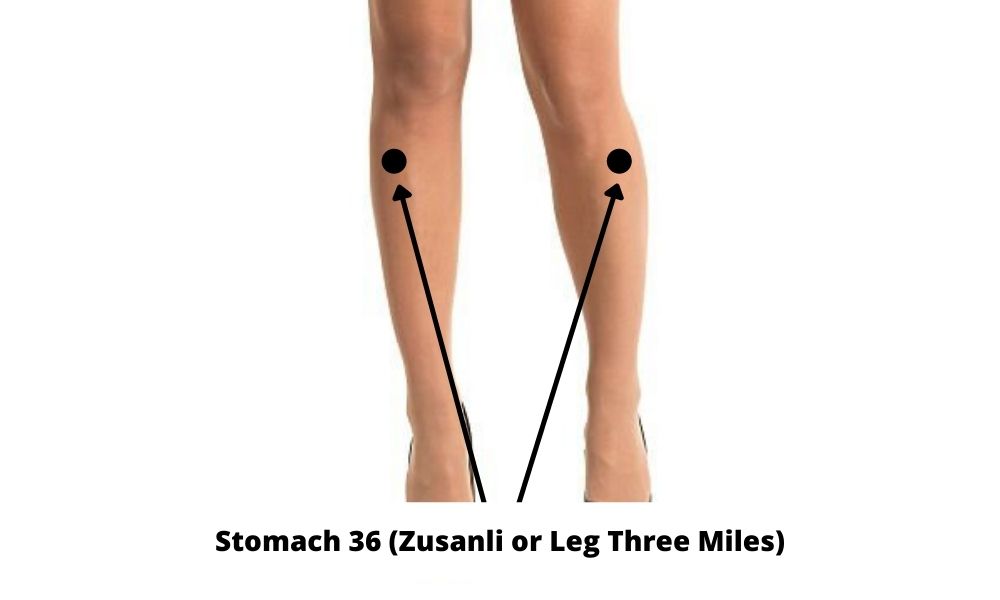 Acupressure Point Stomach 36 ST 36 (Zusanli or Leg Three Miles)
