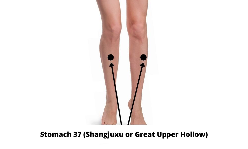 Acupressure Point Stomach 37 ST 37 (Shangjuxu or Great Upper Hollow)